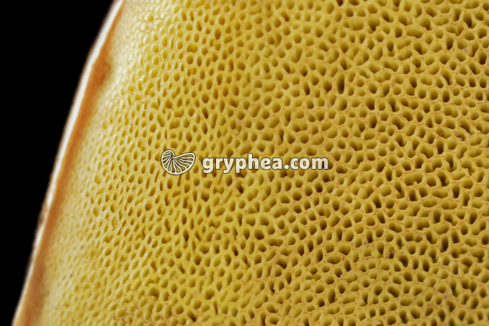 Sporophore de Bolet - face inférieure montrant les tubes sporifères (Boletus edulis) - gryphea.com